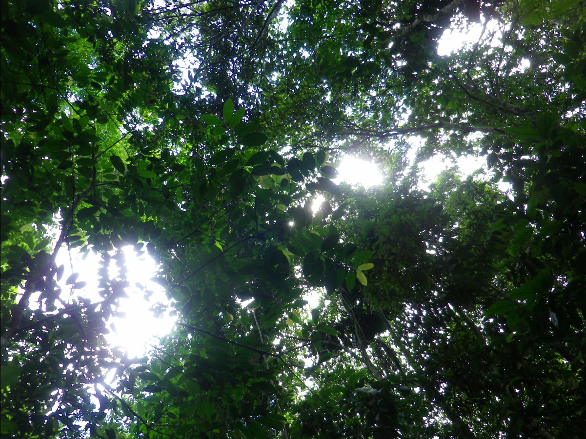 Amazon - Peru19